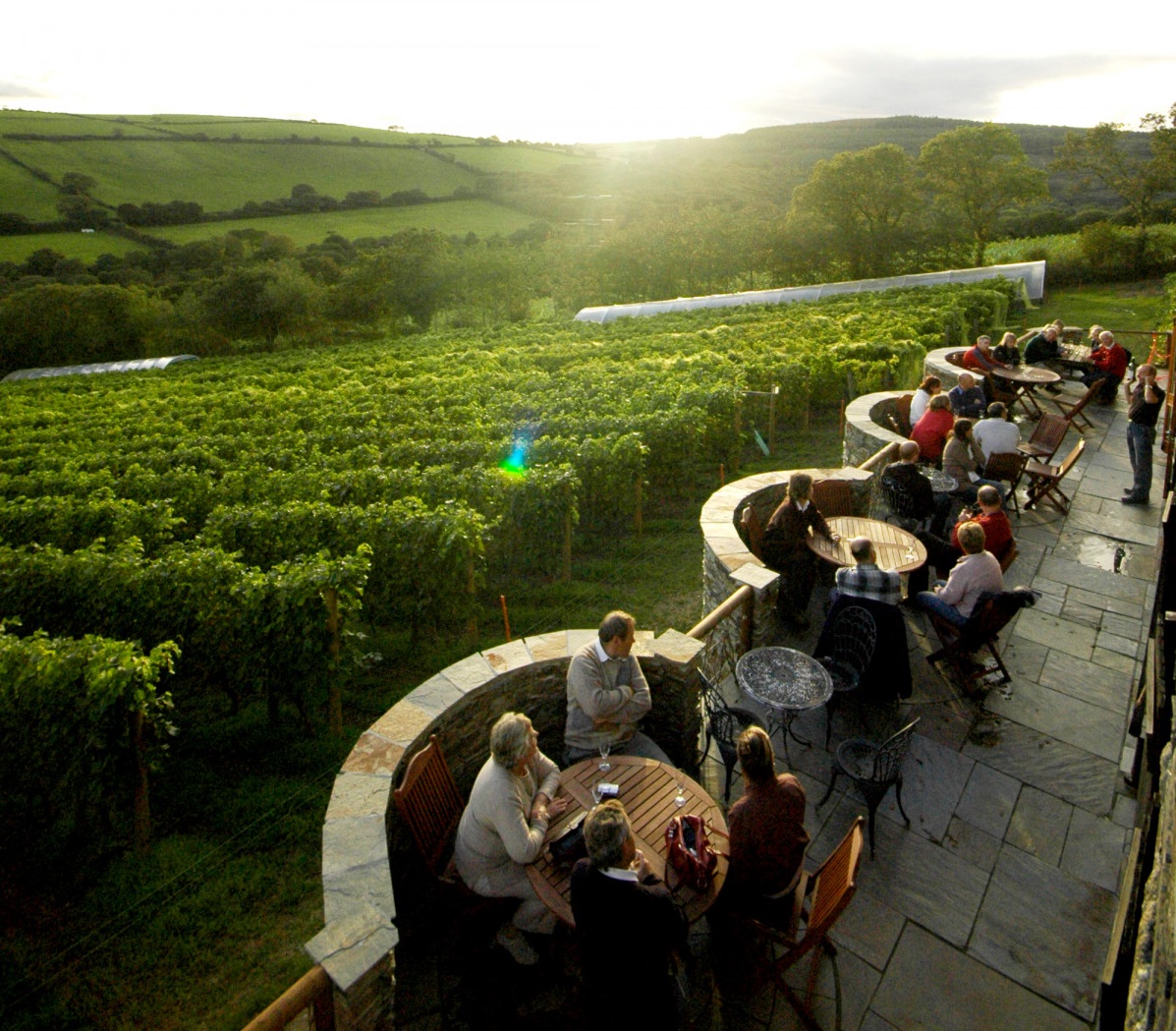 Camel Valley Vineyard